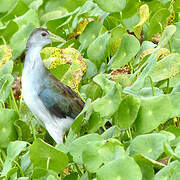 Azure Gallinule