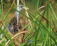 Azure Gallinule