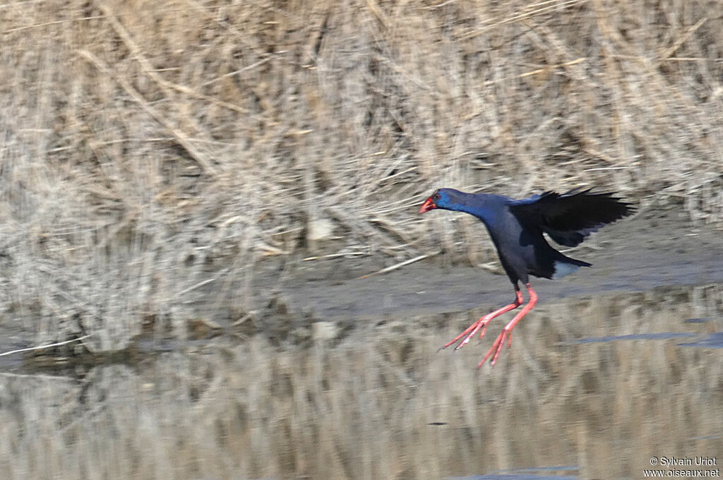 Western Swamphenadult