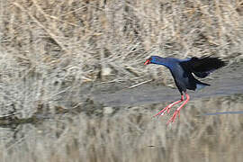 Western Swamphen