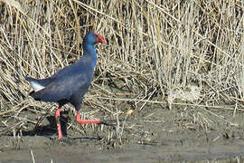 Western Swamphen