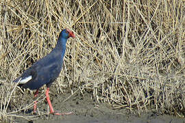 Western Swamphen