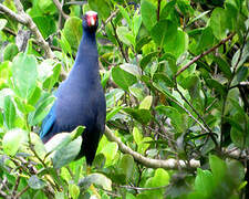 Purple Gallinule