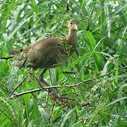 Purple Gallinule