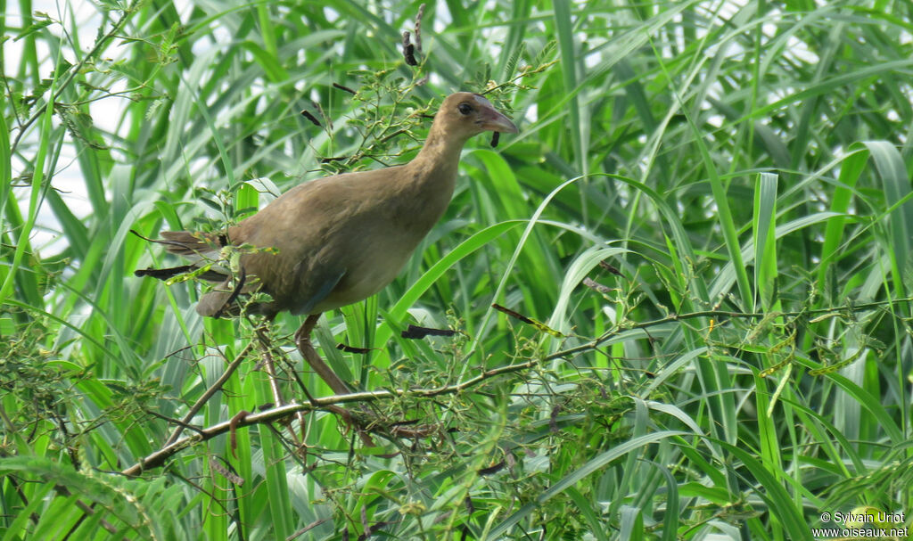 Talève violacéeimmature