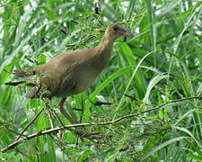 Purple Gallinule