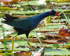 Purple Gallinule