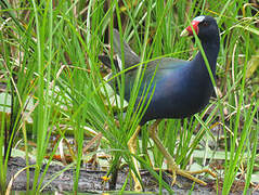 Purple Gallinule