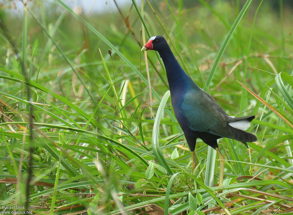 Talève violacéeadulte, identification