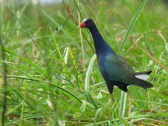 Purple Gallinule