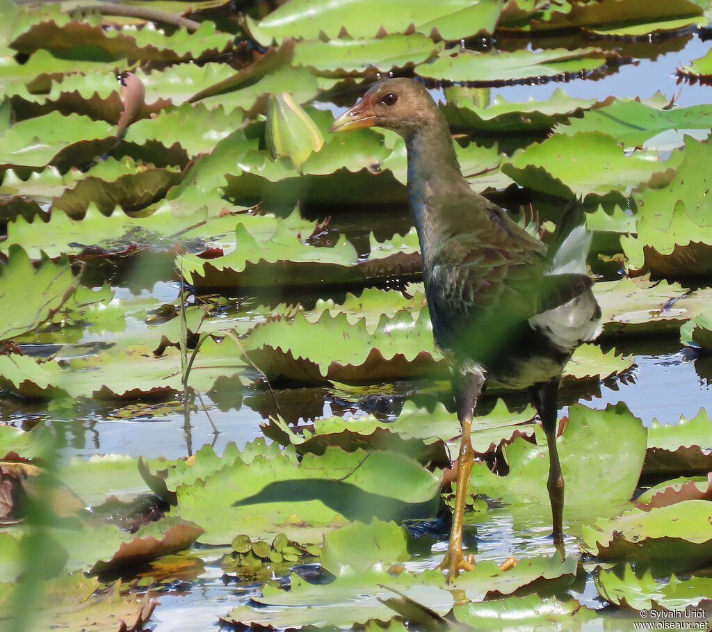 Talève violacéeimmature