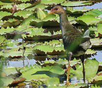 Purple Gallinule