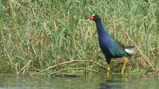 Purple Gallinule