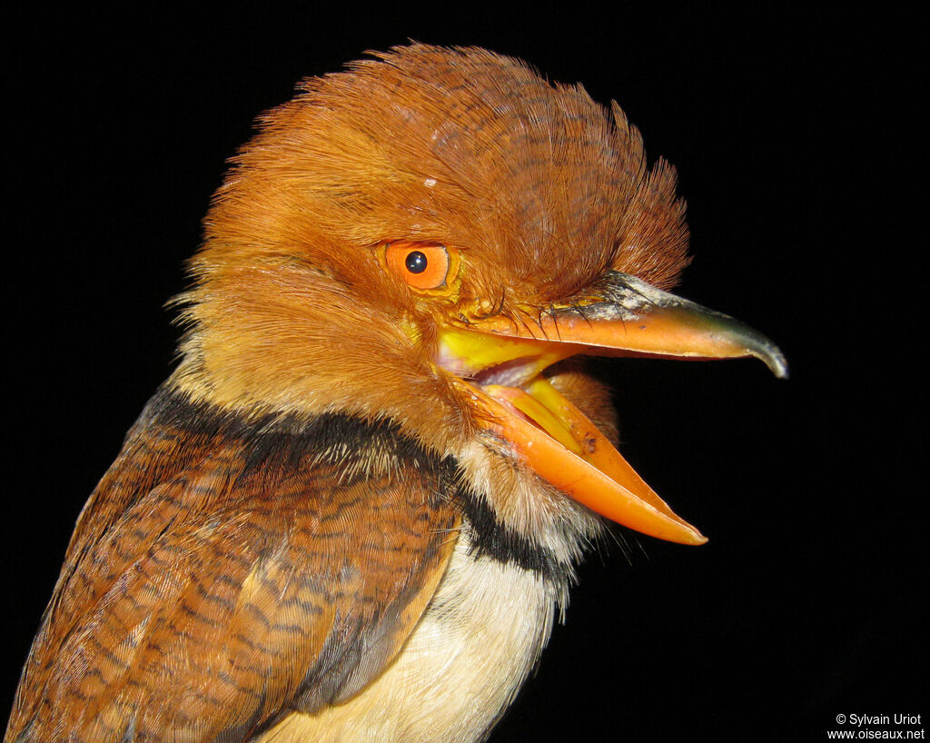 Tamatia à collieradulte