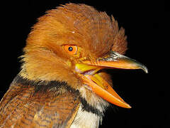 Collared Puffbird