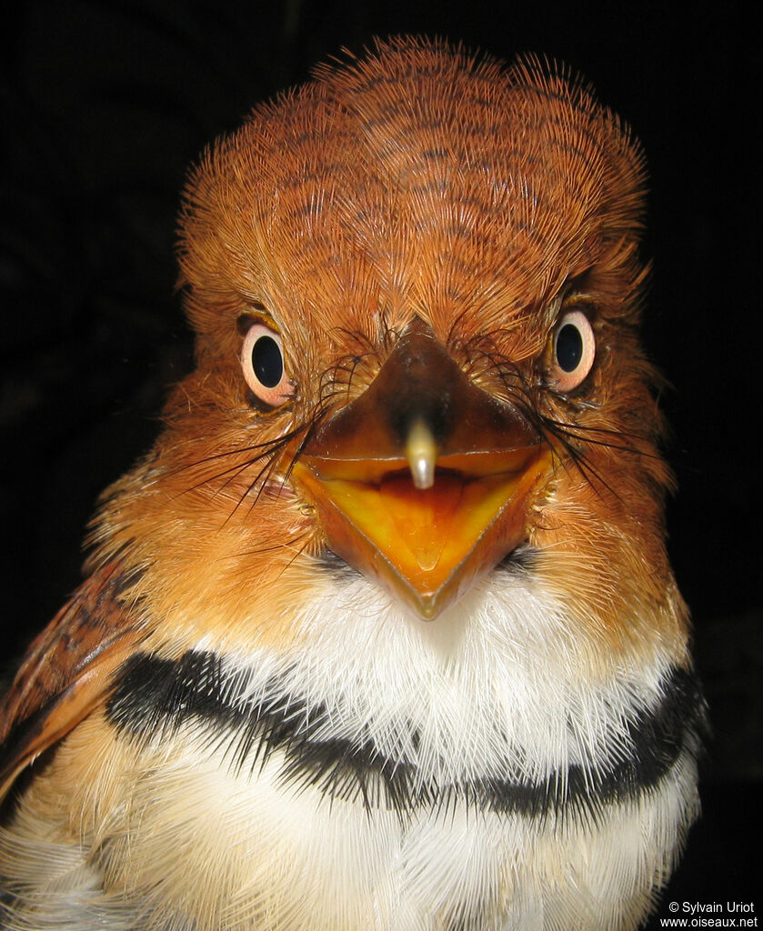 Collared Puffbirdadult