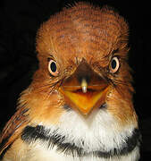 Collared Puffbird