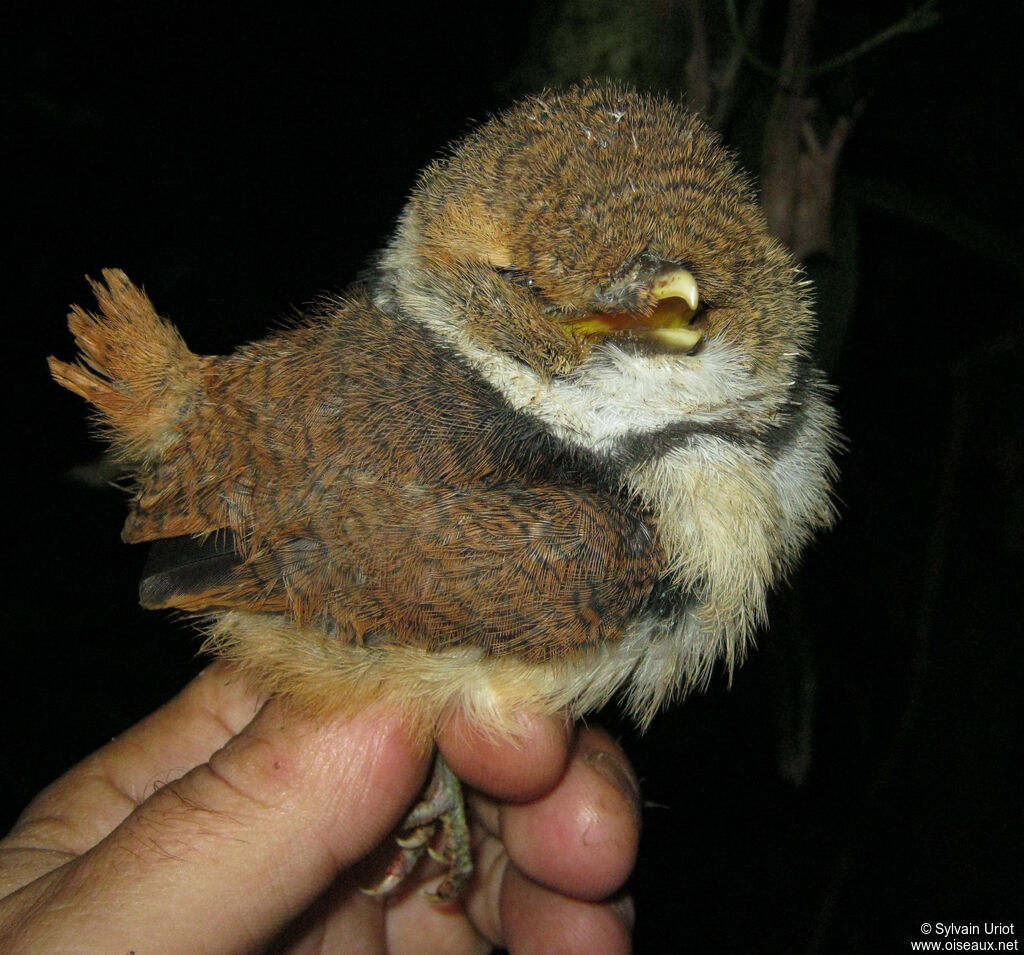 Collared PuffbirdPoussin