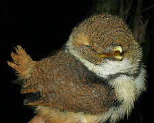 Collared Puffbird