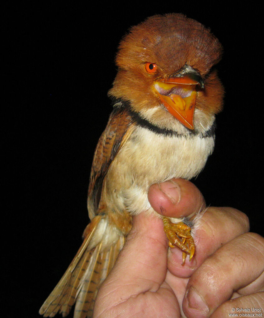 Collared Puffbird