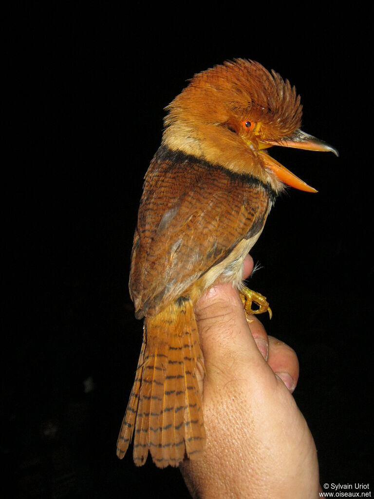 Collared Puffbird