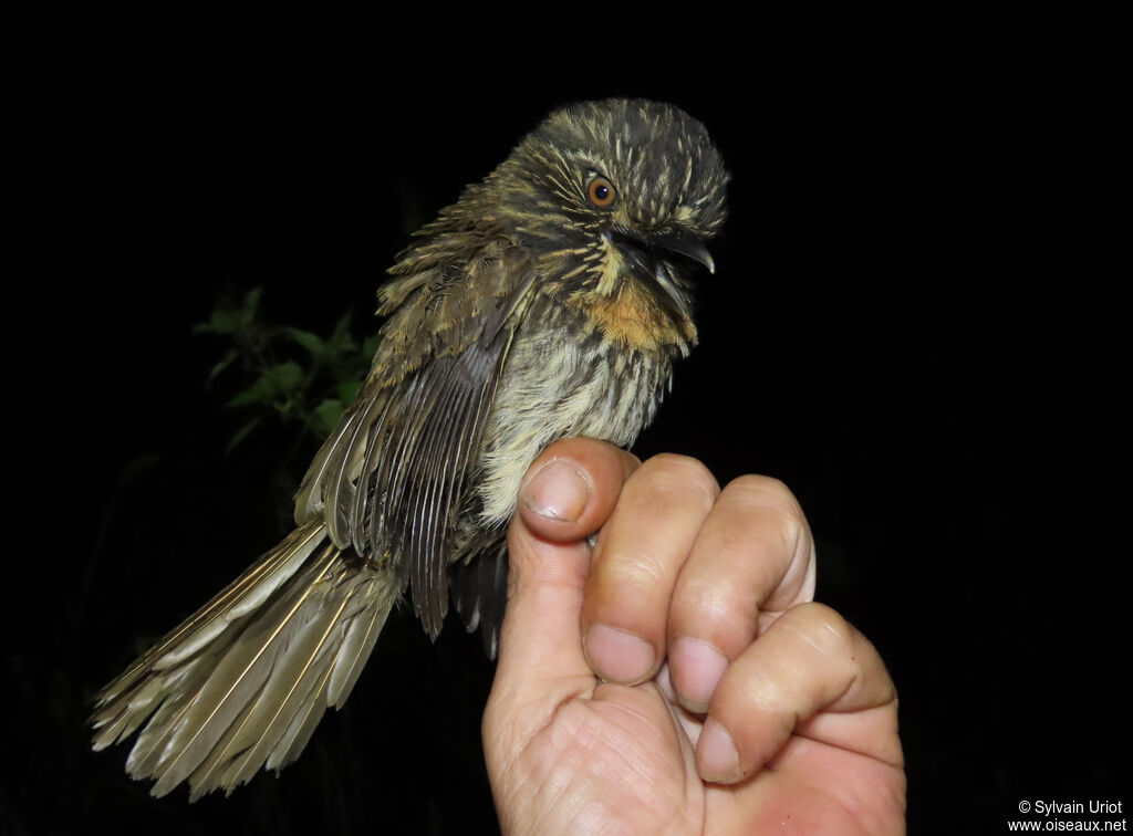 Black-streaked Puffbirdadult