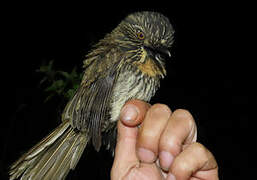 Black-streaked Puffbird