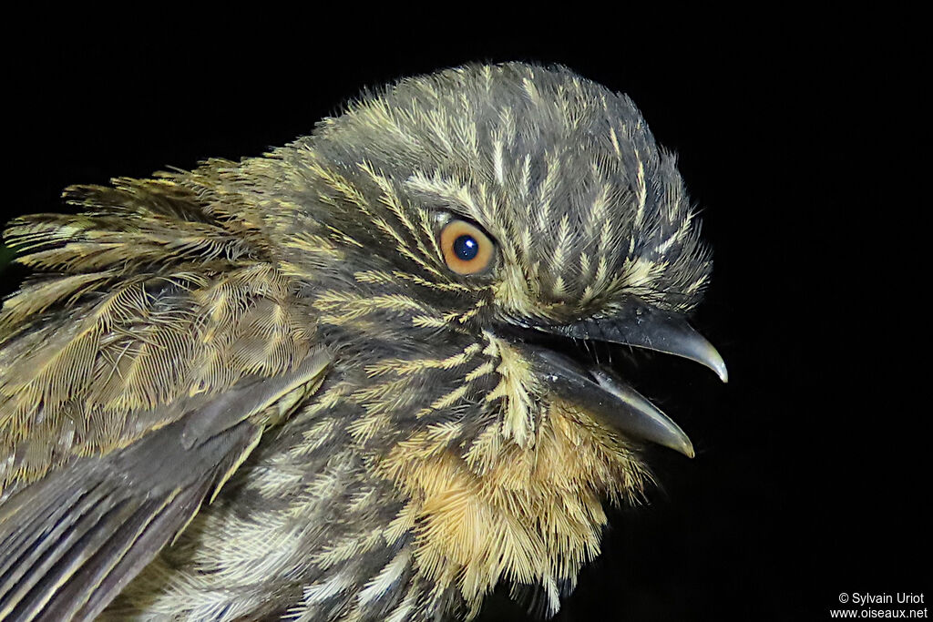 Black-streaked Puffbirdadult