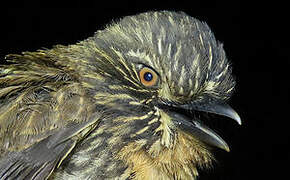 Black-streaked Puffbird