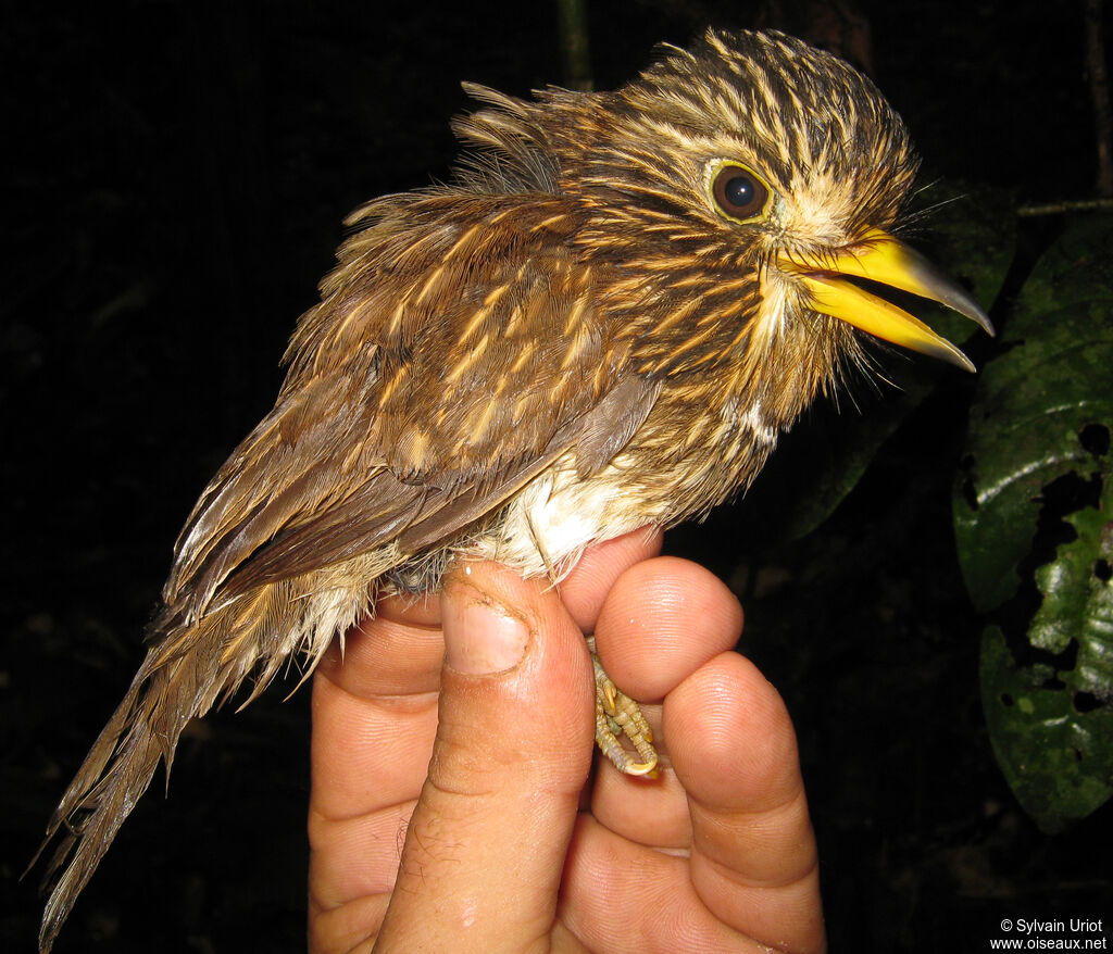 White-chested Puffbird