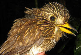 White-chested Puffbird