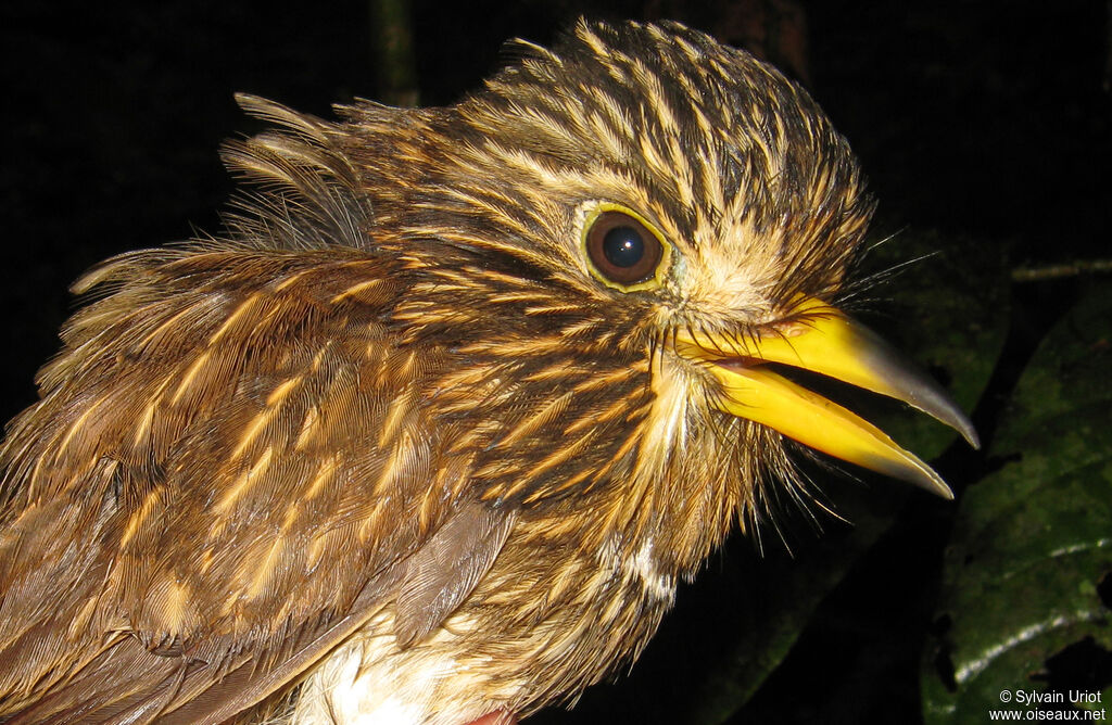 White-chested Puffbird