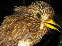 White-chested Puffbird