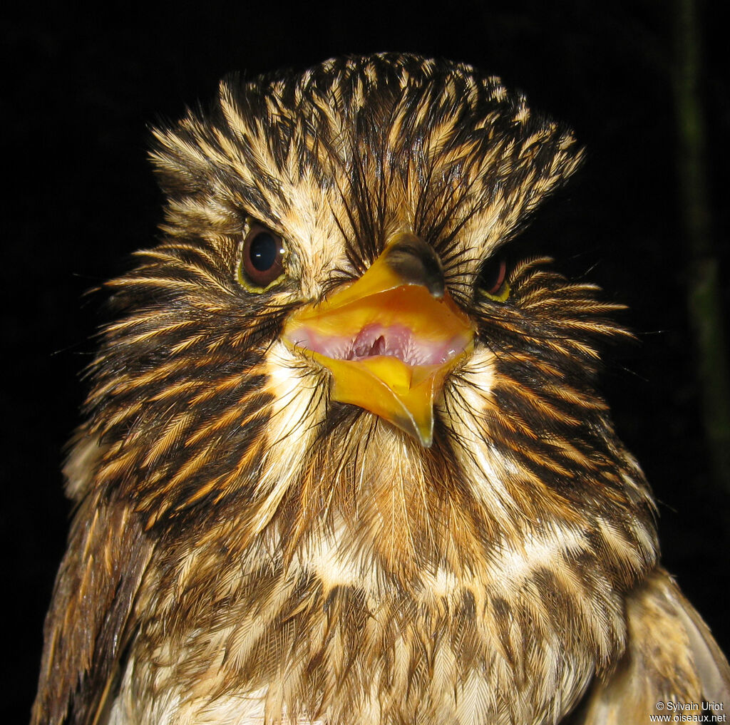 White-chested Puffbird