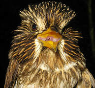 White-chested Puffbird