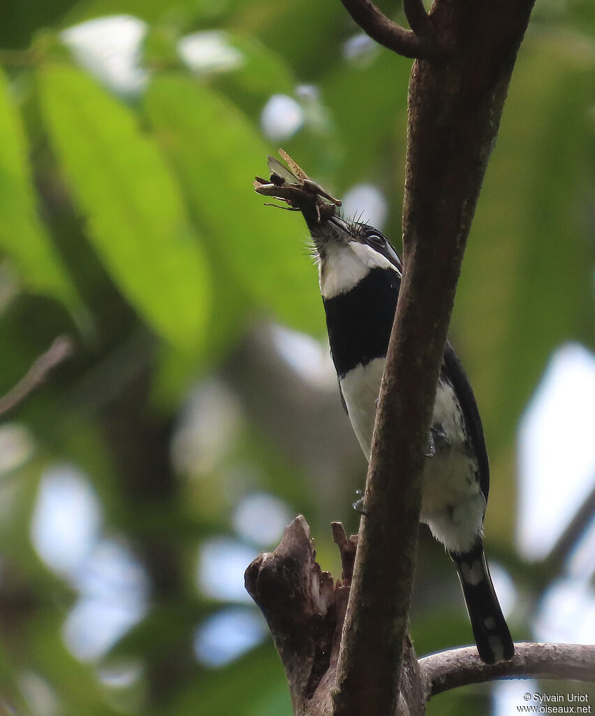 Pied Puffbirdadult