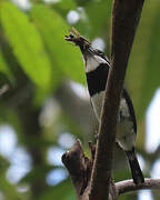 Pied Puffbird