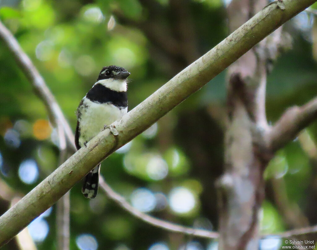 Pied Puffbirdadult