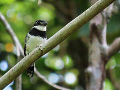 Pied Puffbird