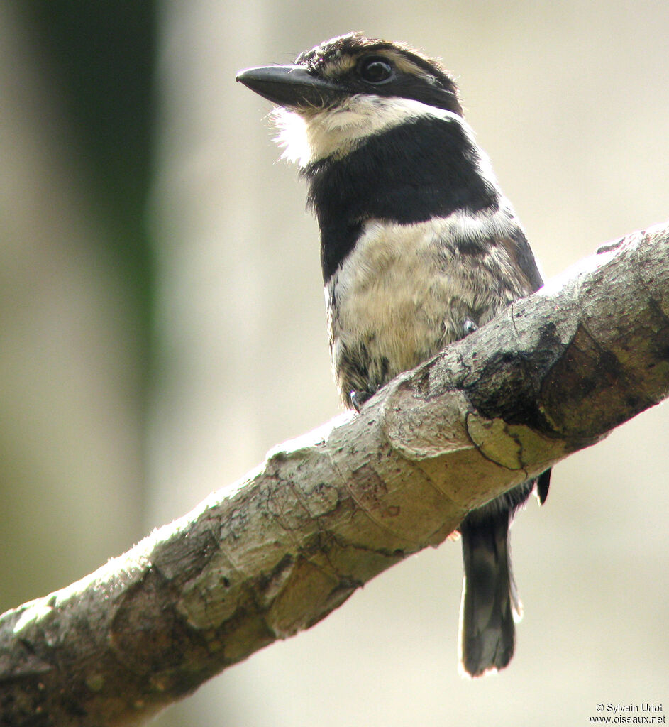 Pied Puffbirdadult