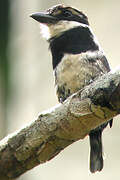 Pied Puffbird