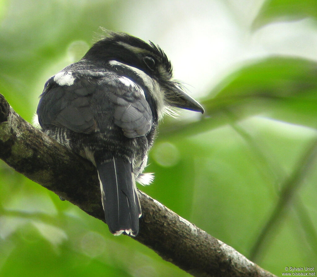 Pied Puffbirdadult