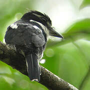 Pied Puffbird