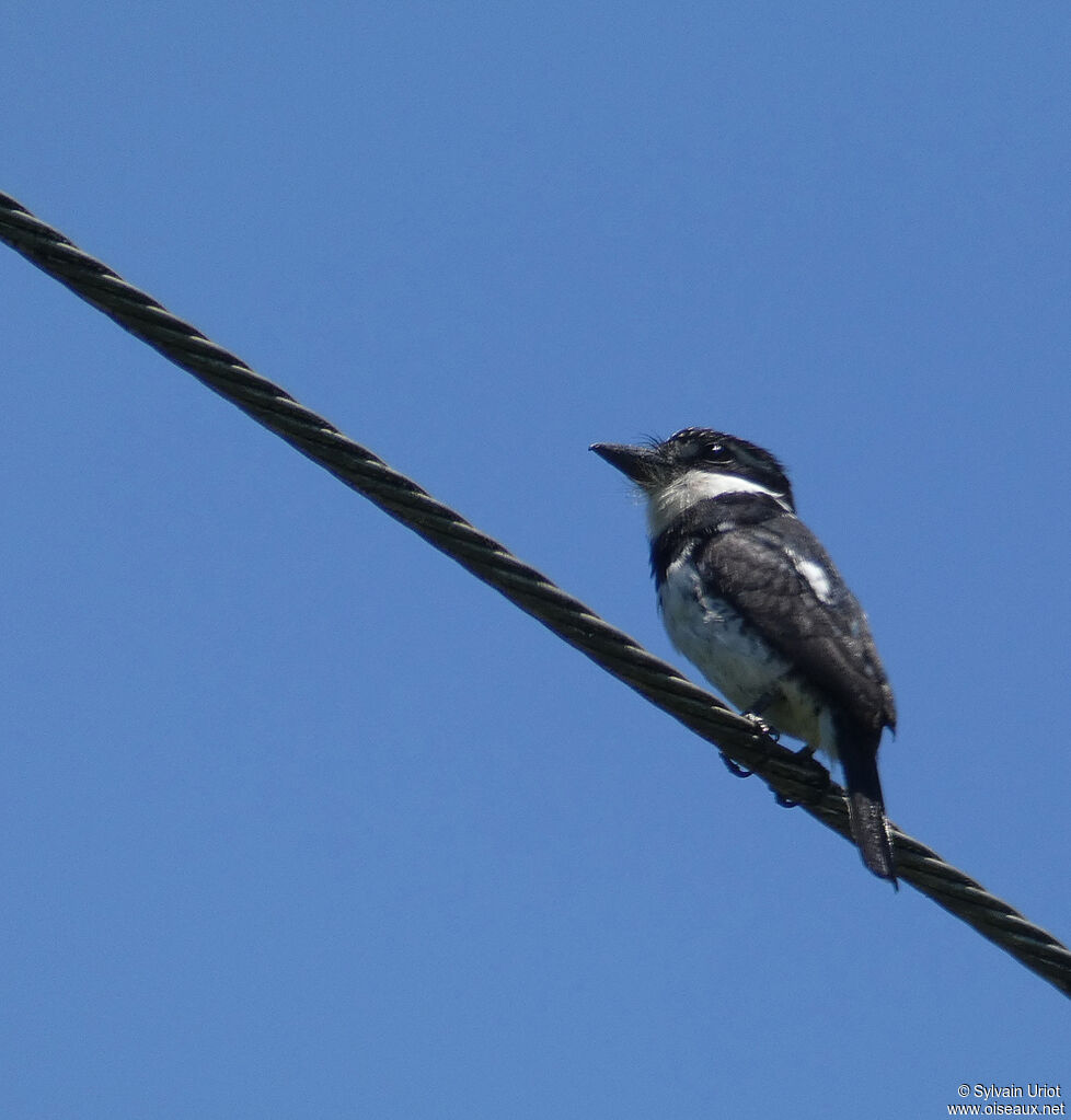 Pied Puffbirdadult, identification