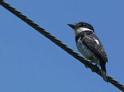 Pied Puffbird