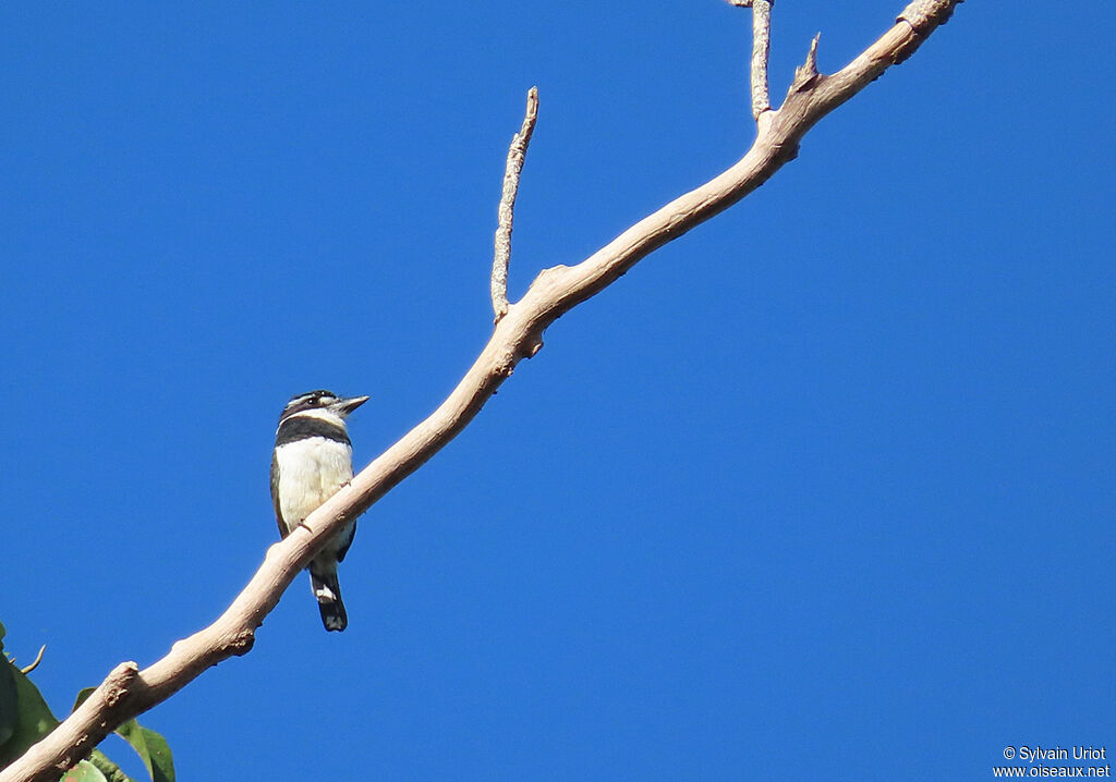 Pied Puffbirdadult