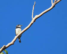 Pied Puffbird