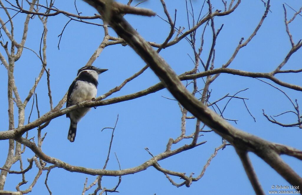 Pied Puffbirdadult