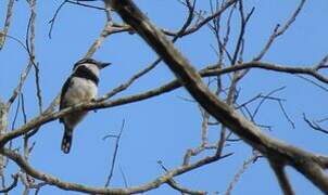 Pied Puffbird