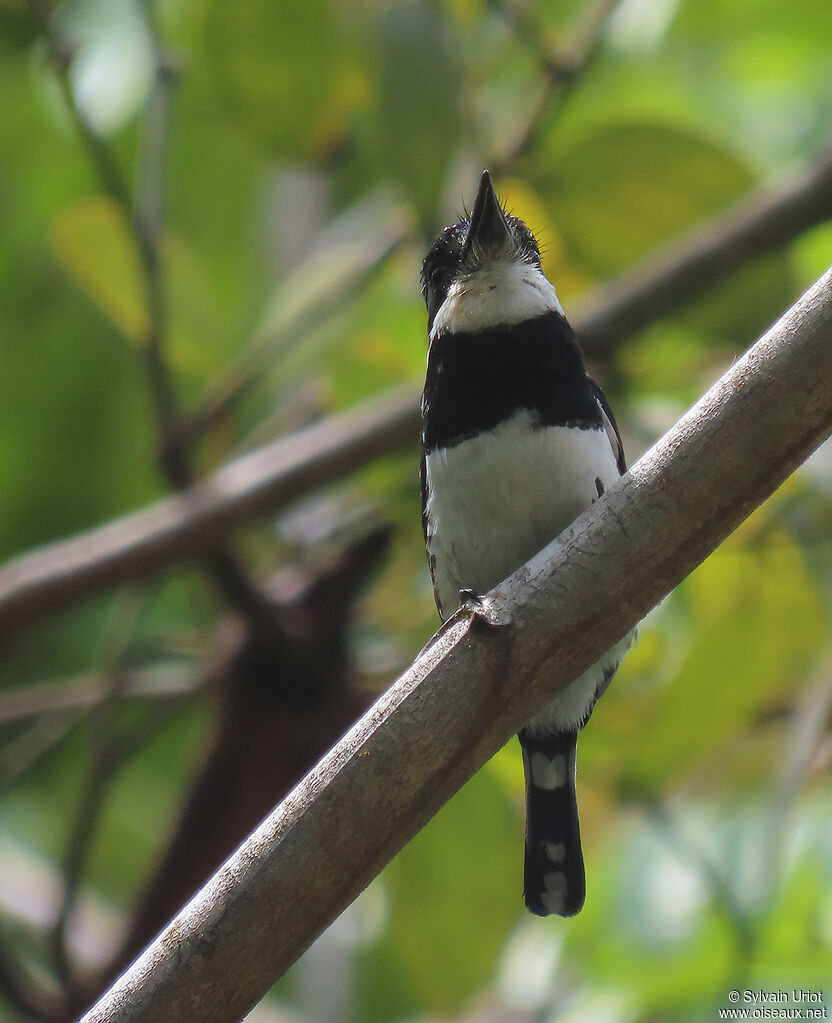 Pied Puffbirdadult